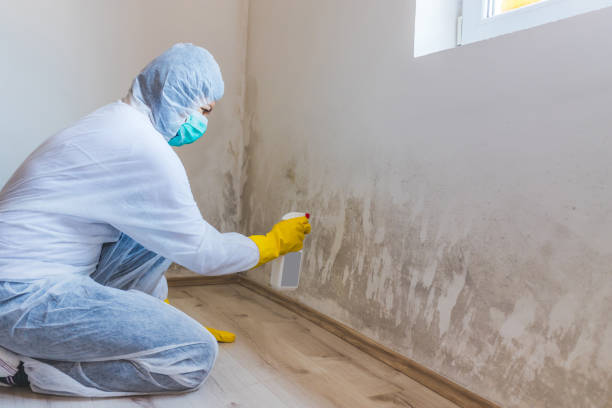 Licensed Mold Remediation service in Massachusetts, MA - WQB Mold Removal