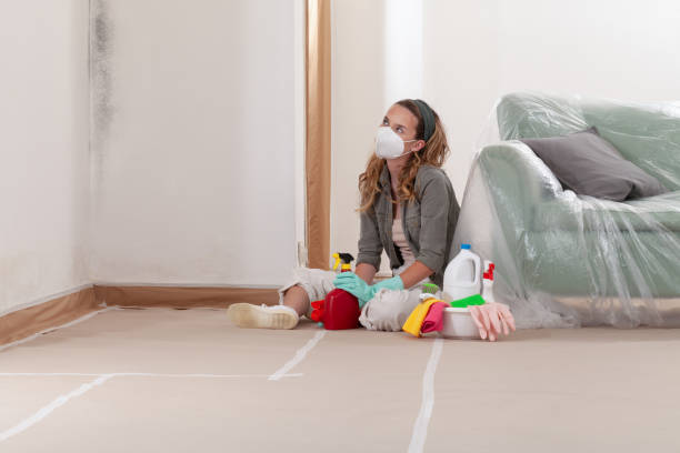 Reliable Mold Remediation contractor in Massachusetts, MA by WQB Mold Removal
